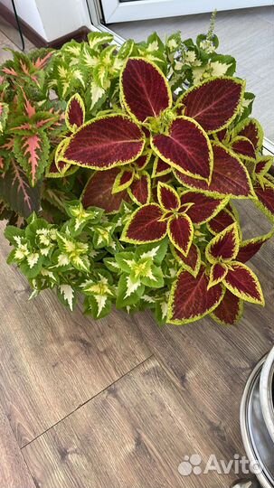 Колеусы вегетативные