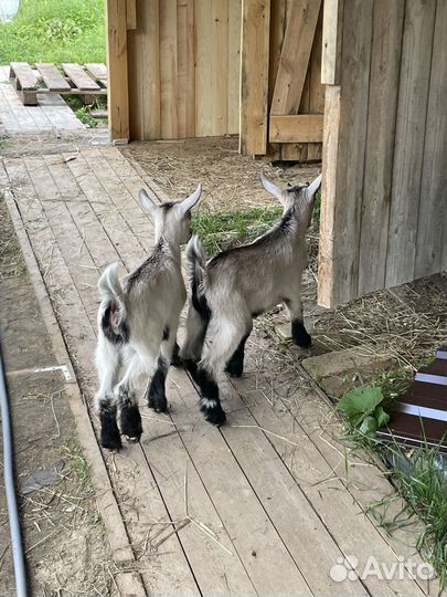 Козлята альпийские