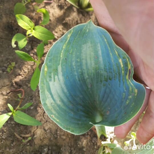 Хоста Spring Love