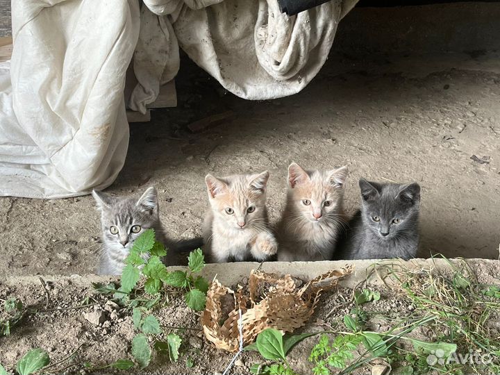 Котятки в беде