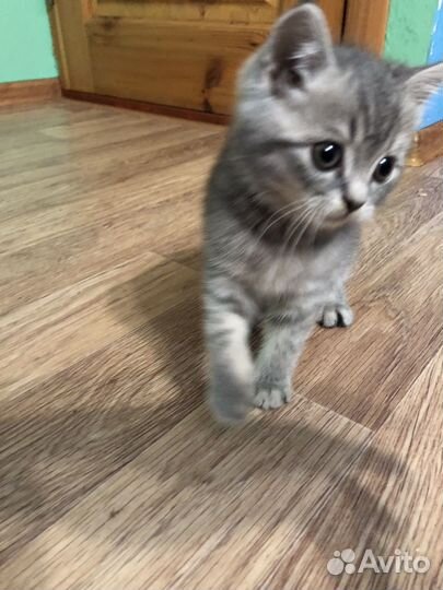 Британские котята