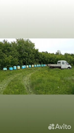 Пчелосемьи пчелопакеты