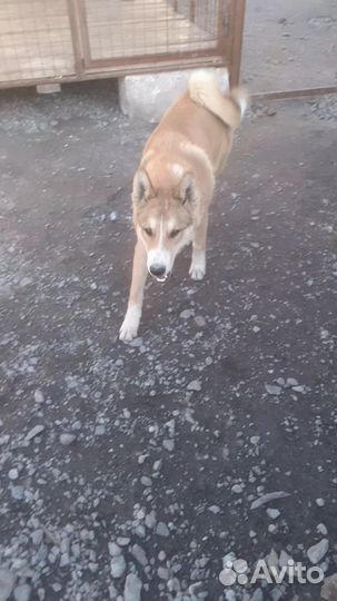 Западно сибирская лайка продам