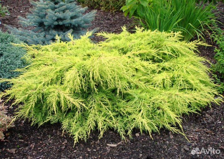 Можжевельник голд стар