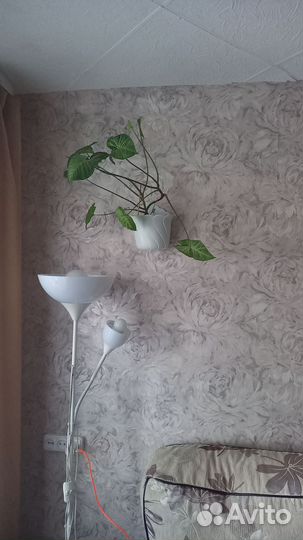 Комнатные цветы Сингониум