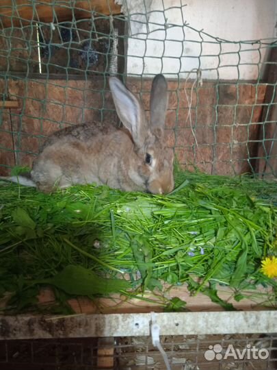 Кролики мясных пород