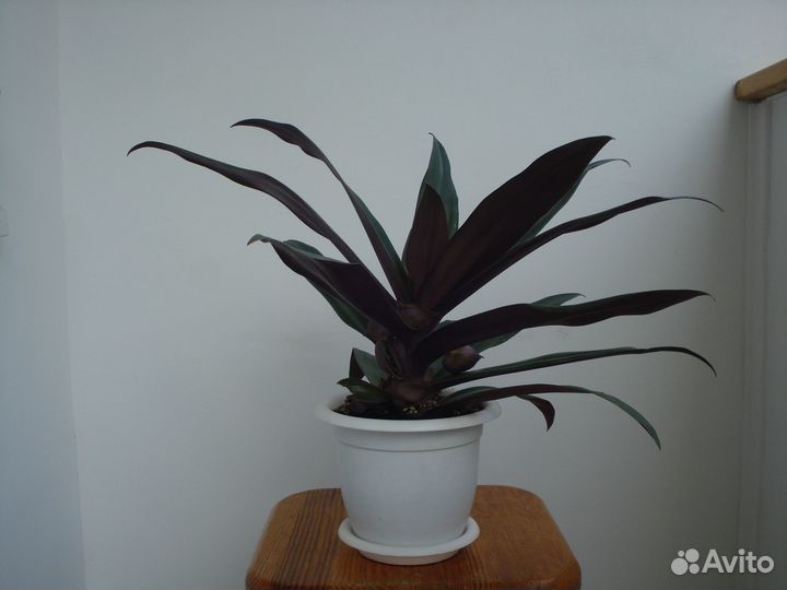 Домашние растения