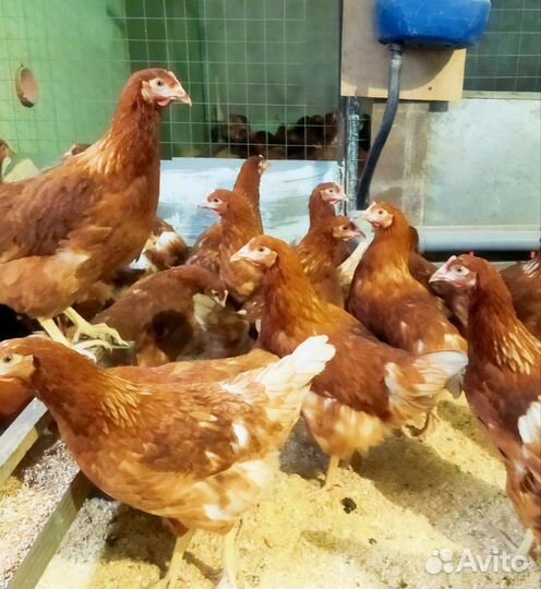 Куры молодки несушки