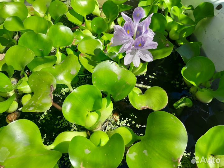 Орхидея дендробиум