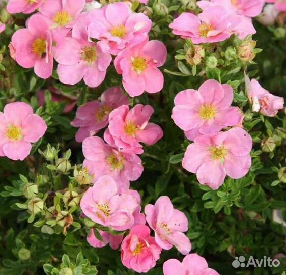 Декоративные кустарники (лапчатка кустарниковая)