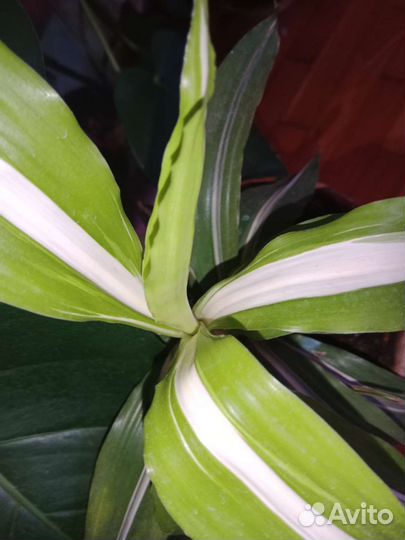 Драцена,сингониум,сциндапсус