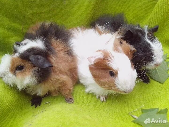 Морские свинки