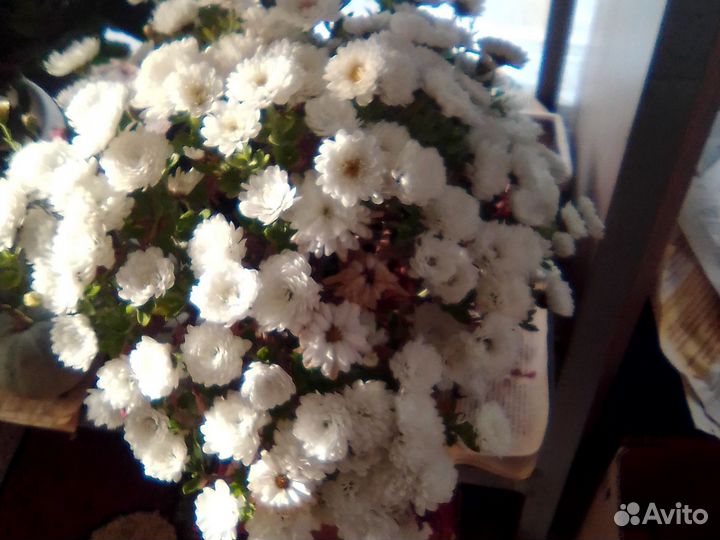 Комнатные цветы,герани,розы