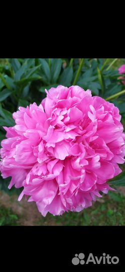 Маргаритки, ирисы, ромашки, гравилат, астильба