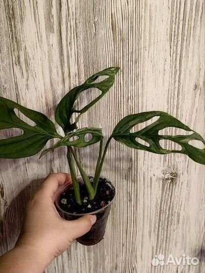 Монстера индо минт