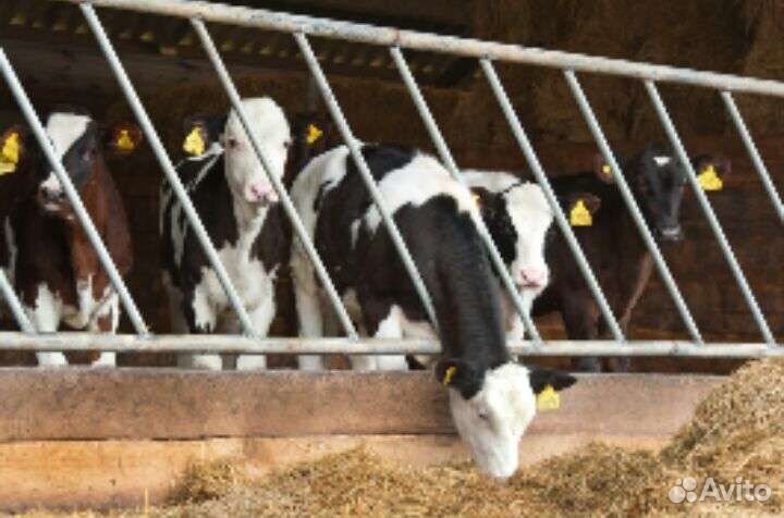 Бычки и телята