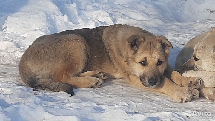 Дружок ищет своего человека