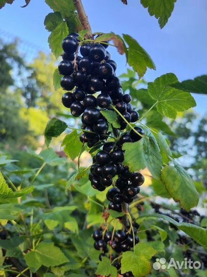 Продам ягоду смородину