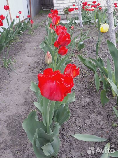 Цветы тюльпаны