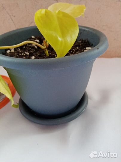 Сциндапсус неон