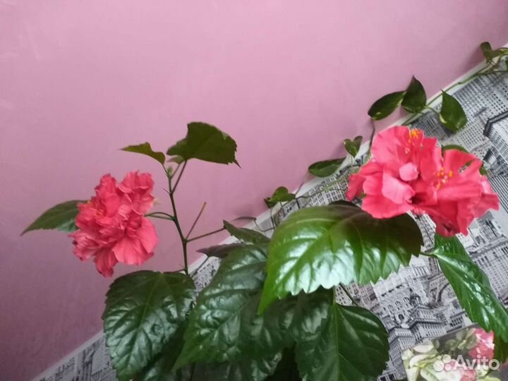 Гибискус махровый красный