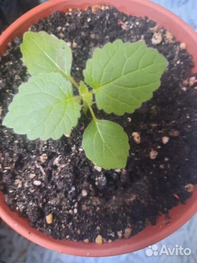 Саженцы павловния