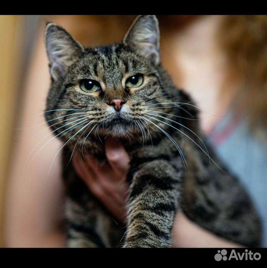 Марьяна 2 года. Стерелизованна