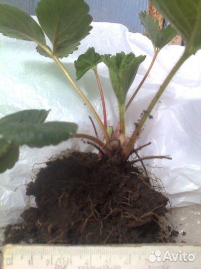 Саженцы клубники, вишни, малины, черной смородины