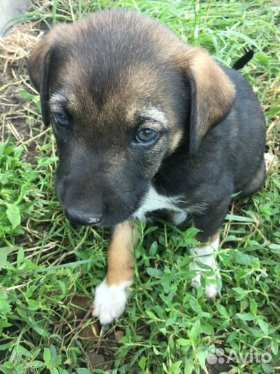 Отдам бесплатно щенки