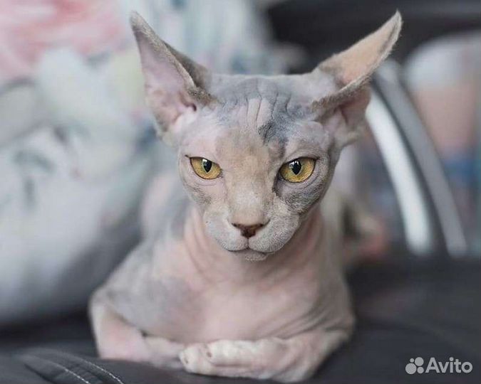 Канадский сфинкс кошка