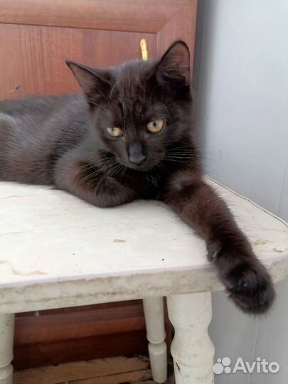 Кошка в добрые руки