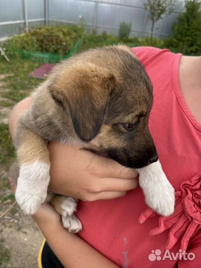 Собака в добрые руки отдам бесплатно
