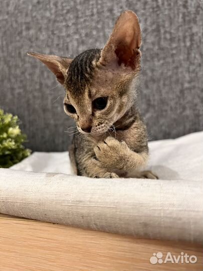 Донской сфинкс котята