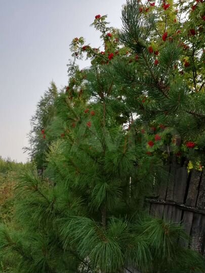 Дом 36 м² на участке 8 сот.