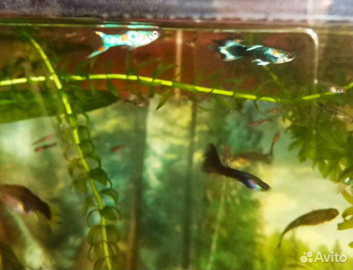 Рыбки Гуппи