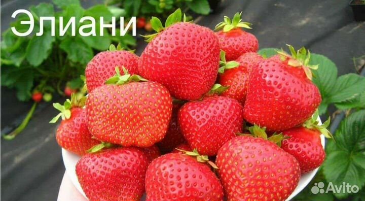 Рассада клубники