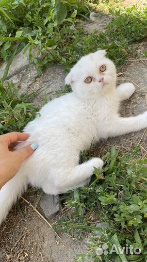 Отдам кошечку