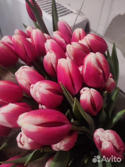 Тюльпаны розница и мелкий опт