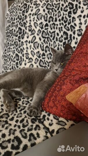 Восхитительный котенок