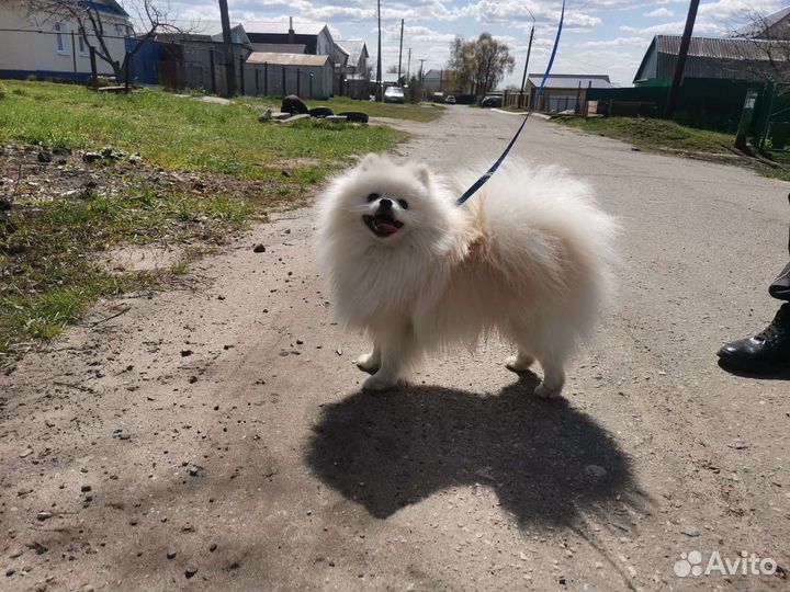 Вязка