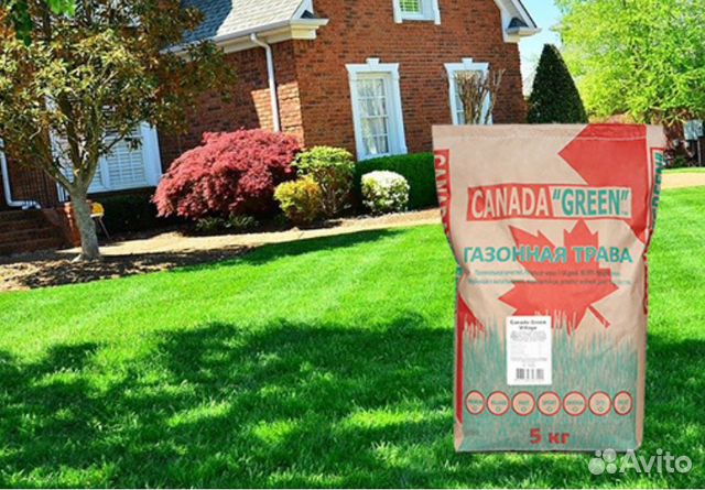 Газонная Трава Низкорослая ECO, Семена для Газона