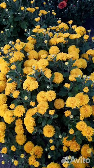 Хризантемы мультифлора