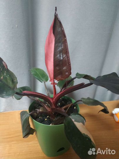 Филодендрон розовая принцесса