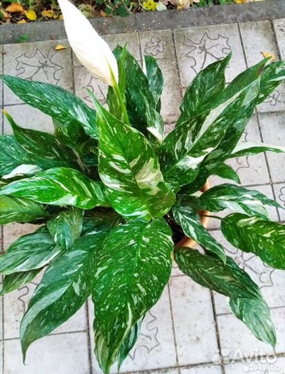 Спатифиллум gemini джемени женское счастье даймонд