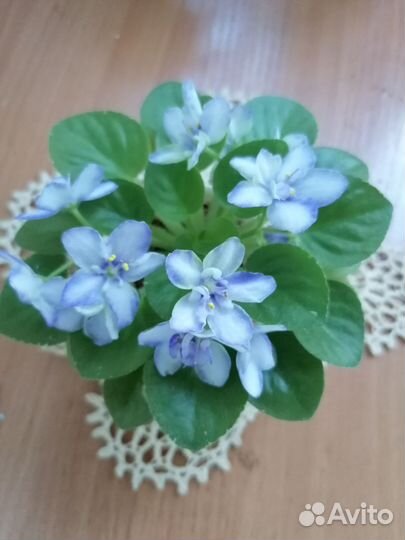 Мини фиалка