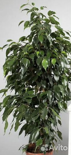 Фикус бенджамина