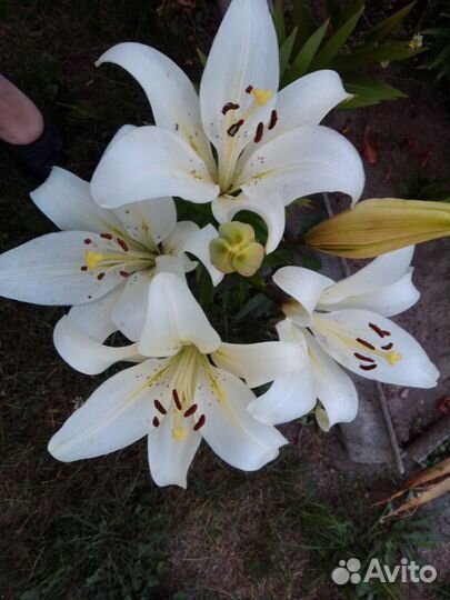 Лилии, лилейник, хоста, примула, пион