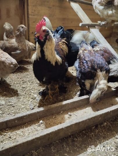 Петух брама