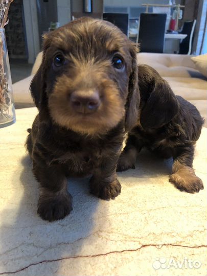 Щенки таксы стандартной жескошерстной