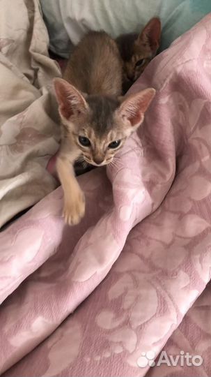 Абиссинская